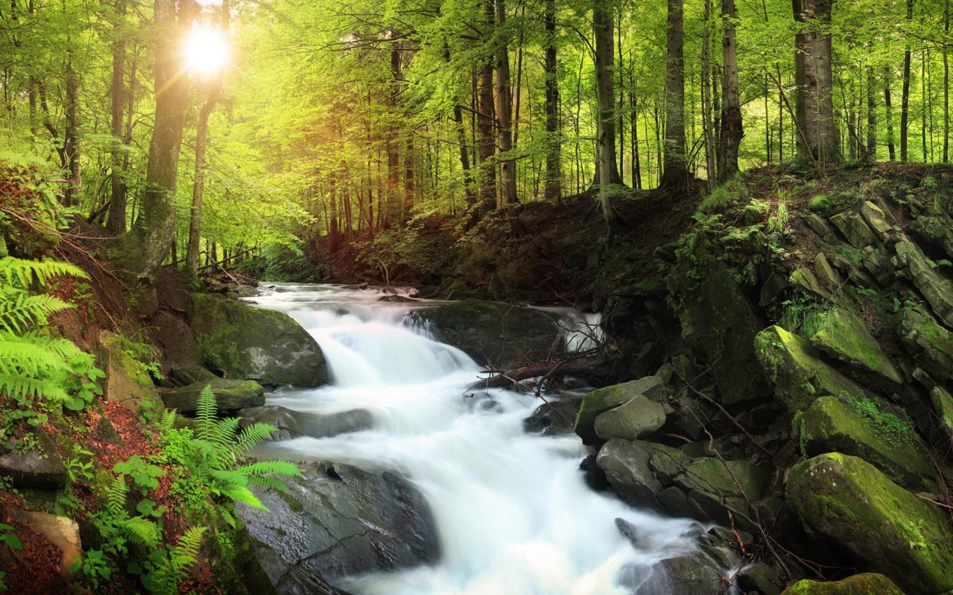 Forest for the Trees screenshot