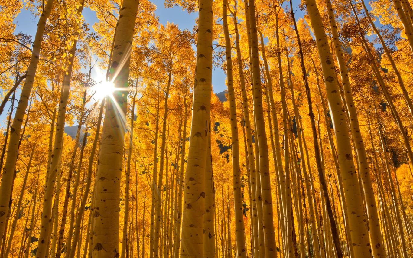 Autumn Colors screenshot