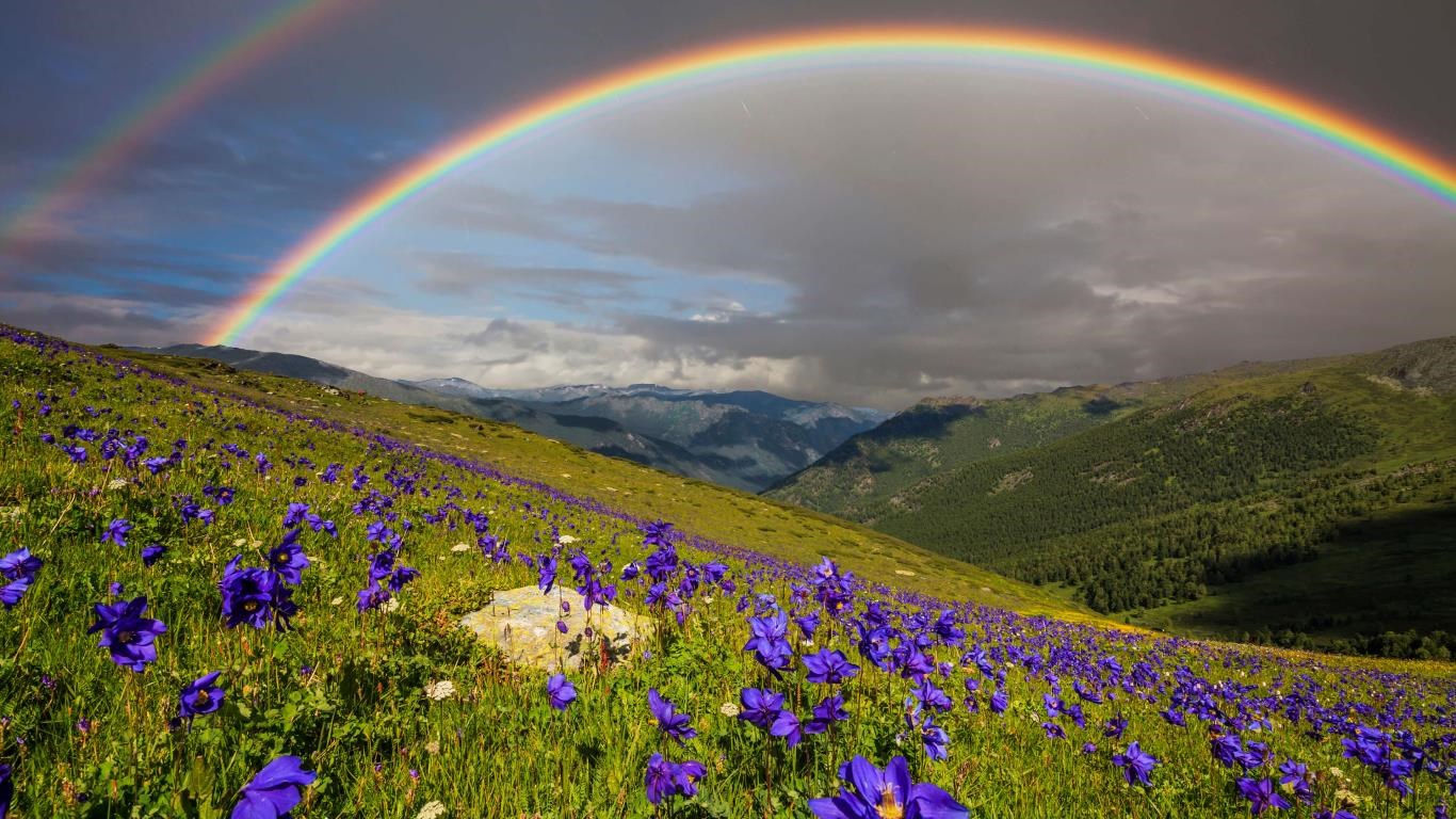 Wildflowers screenshot