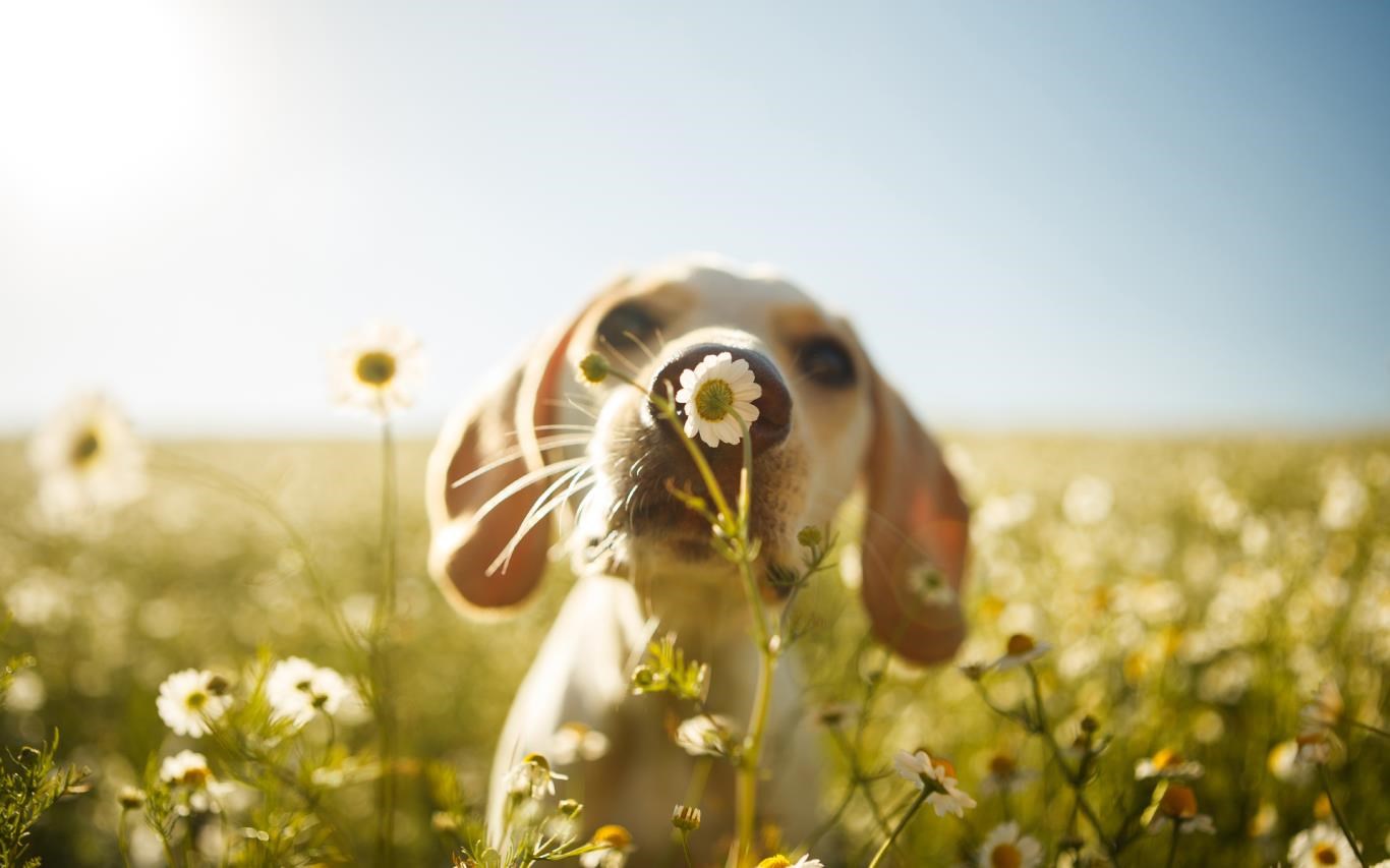 Springtime Animals screenshot