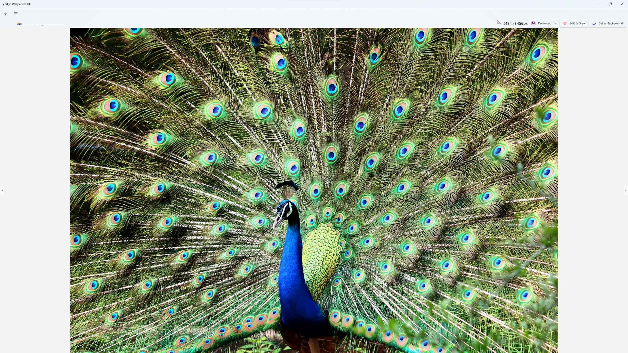 Zedge Wallpapers HD screenshot