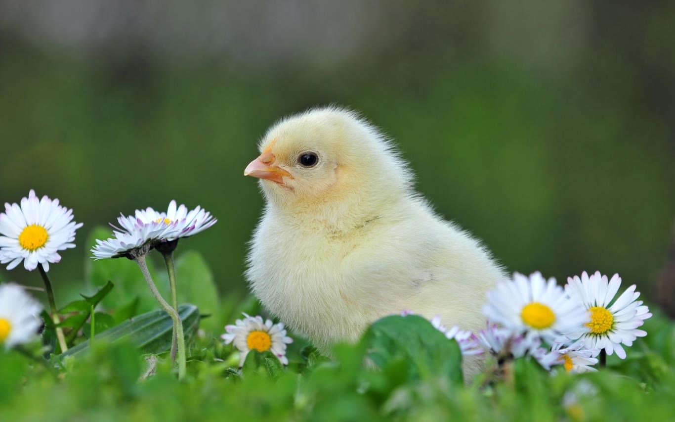 Chicks and Bunnies screenshot