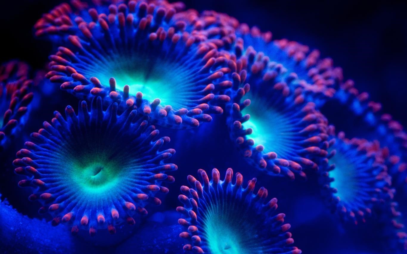 Fish and Corals screenshot