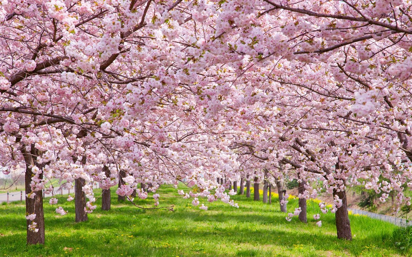 Cherry Blossoms screenshot