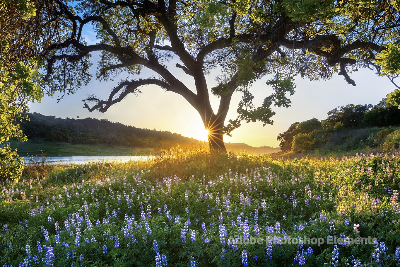 Nature Theme by Adobe Photoshop Elements screenshot