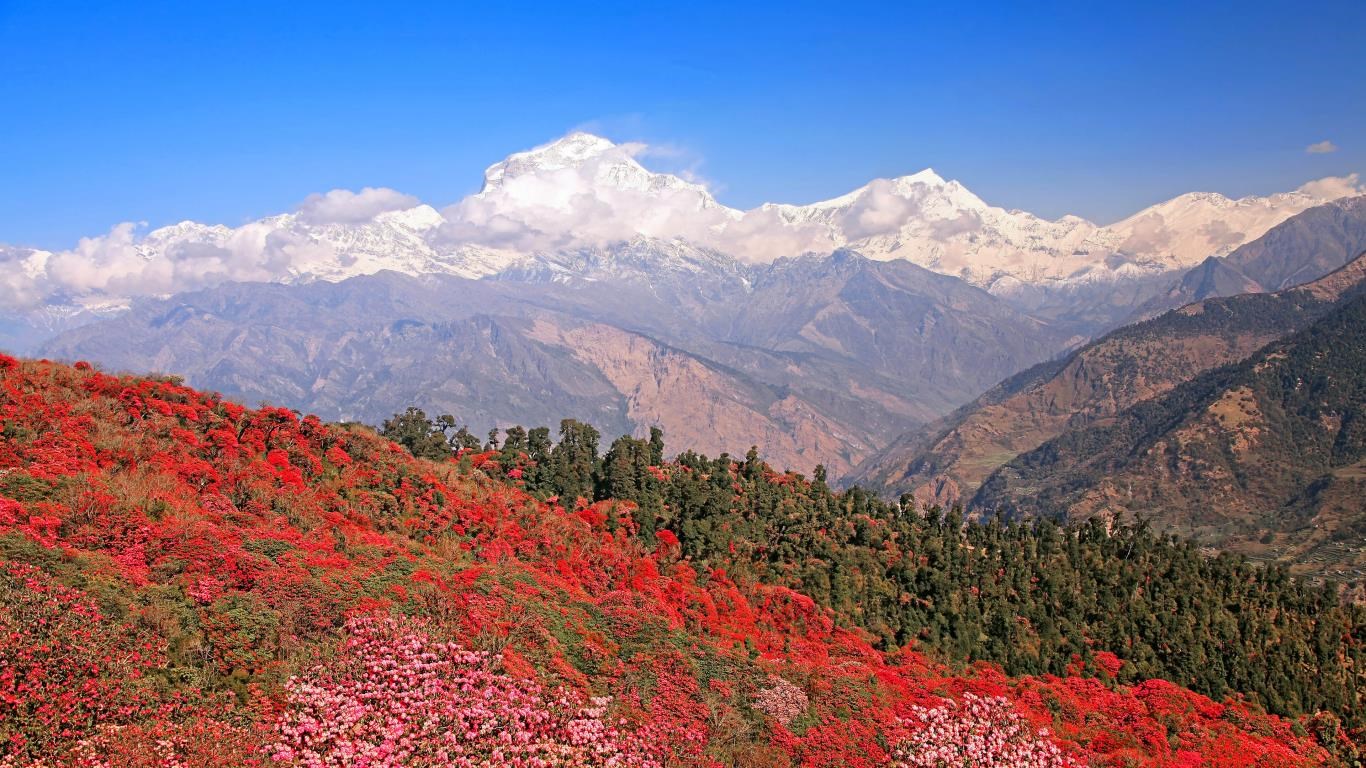 Wildflowers screenshot