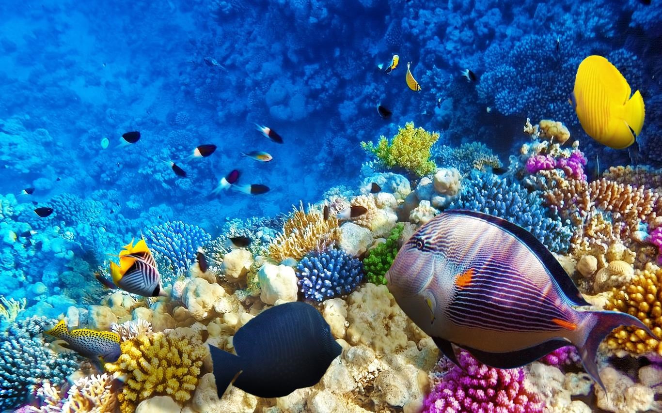 Fish and Corals screenshot