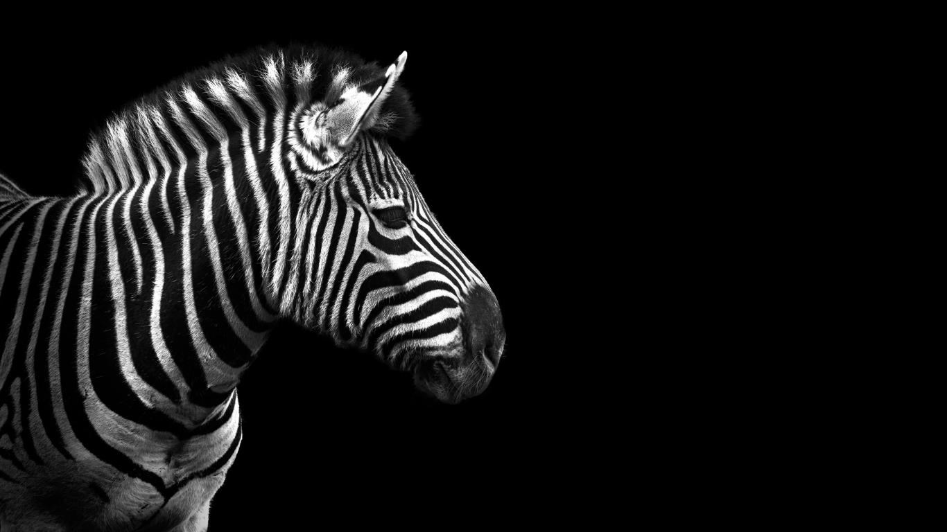 Animal Portraits screenshot