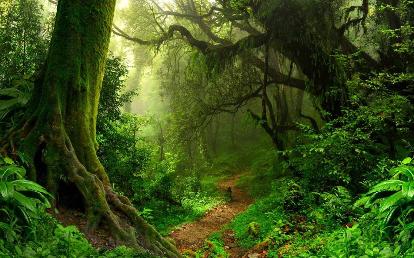 Forest for the Trees screenshot