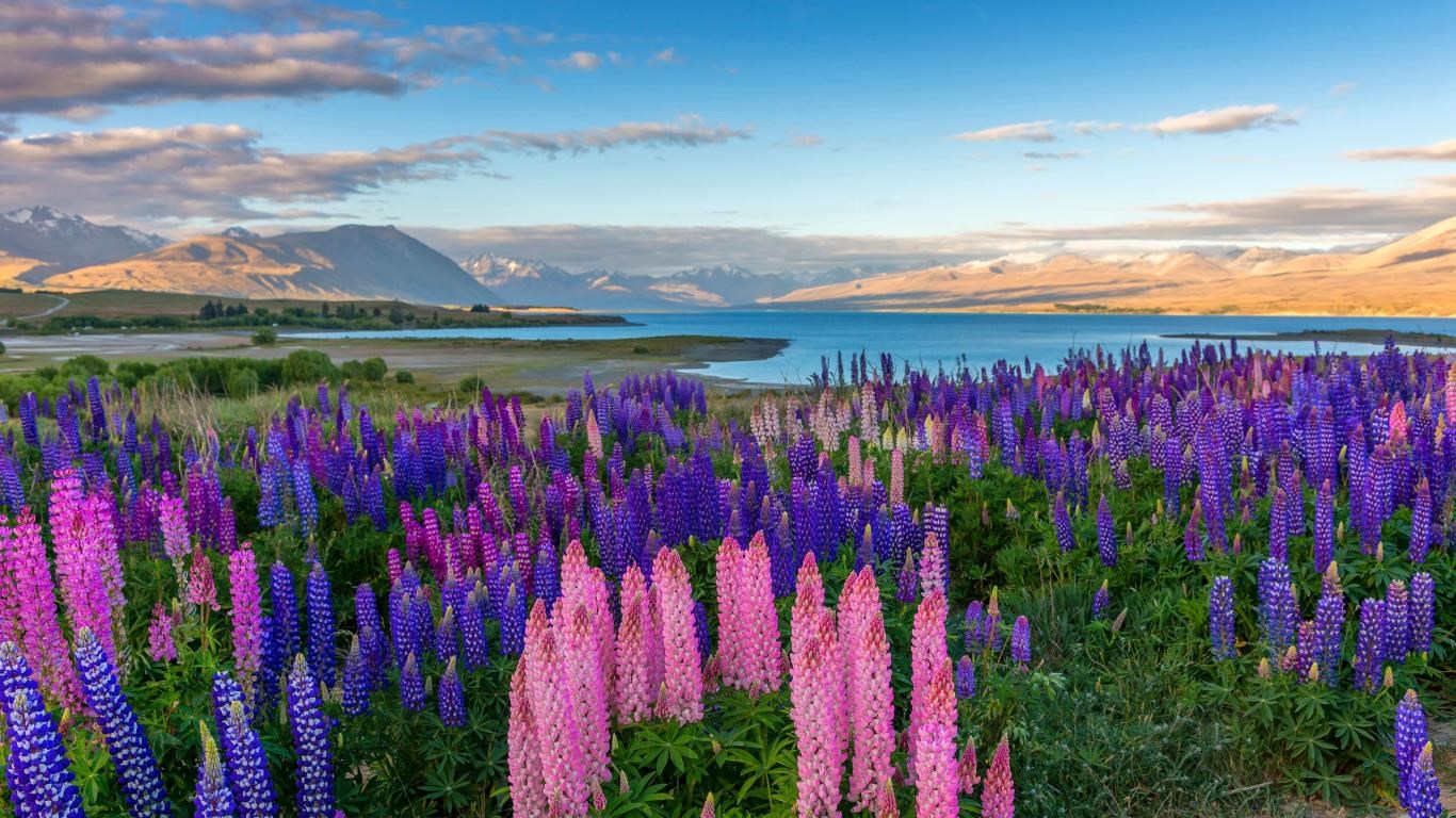 Wildflowers screenshot