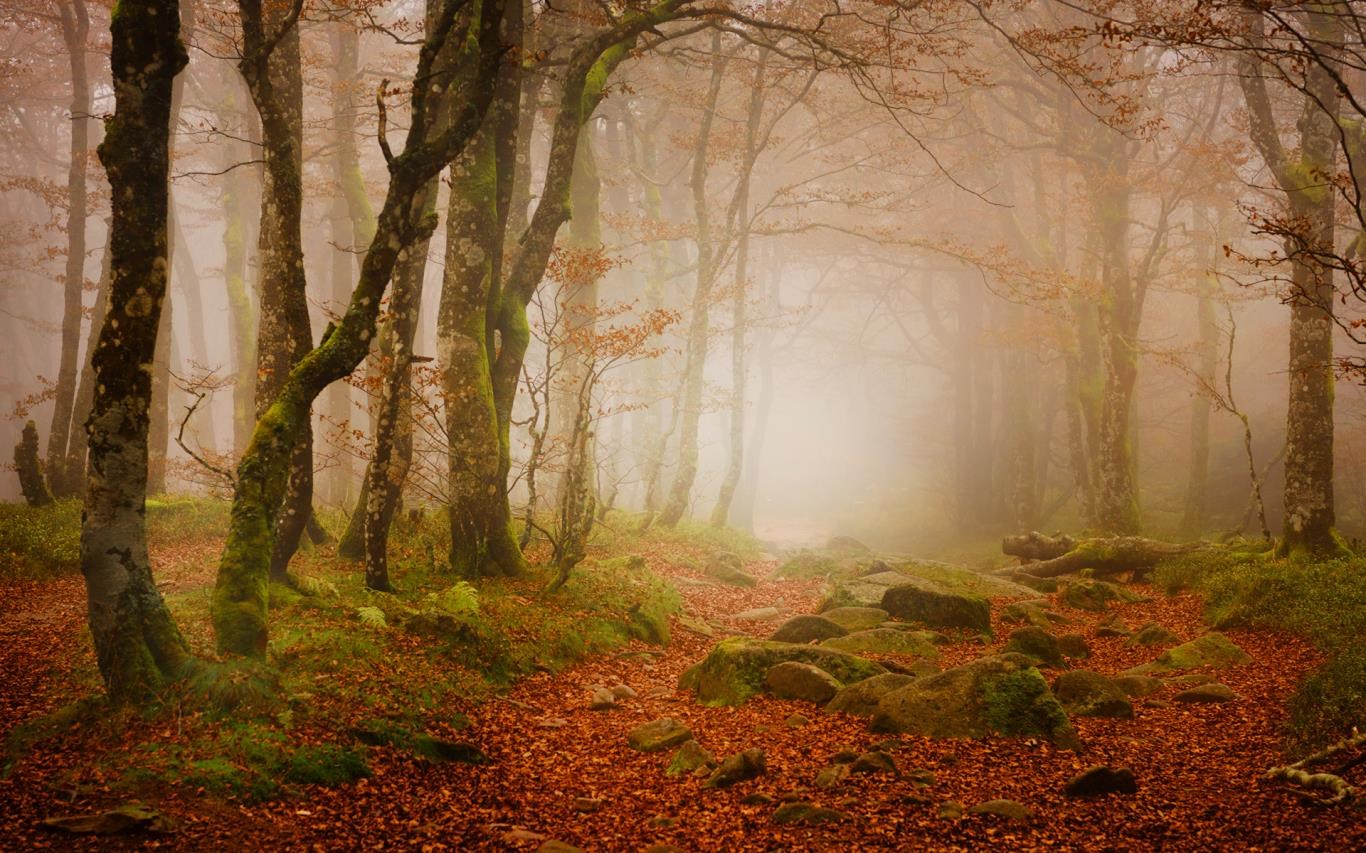 Forest for the Trees screenshot