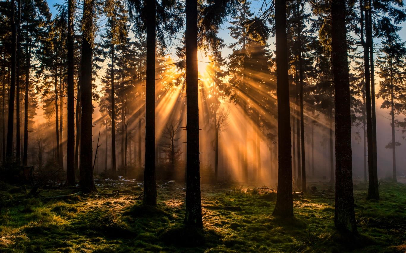 Forest for the Trees screenshot