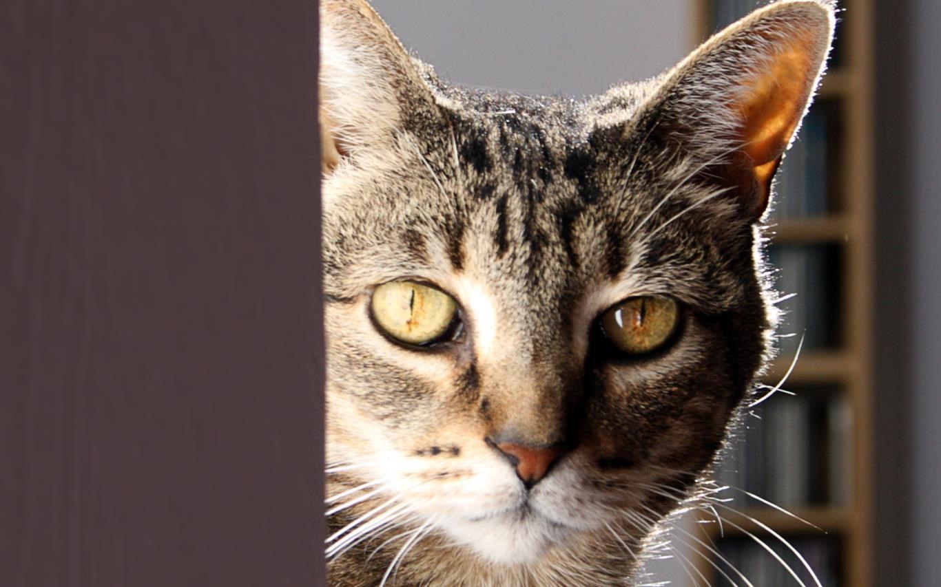 Cats Anytime screenshot