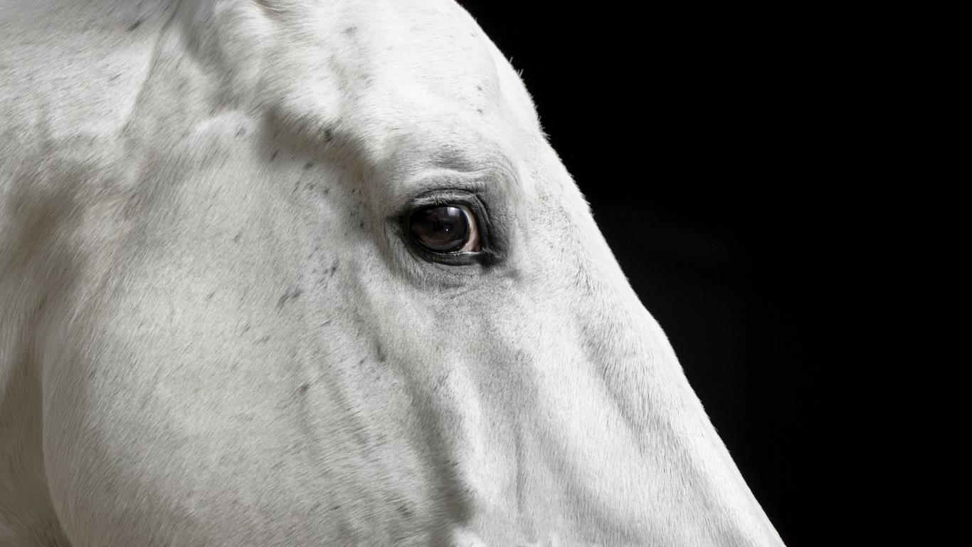 Animal Portraits screenshot