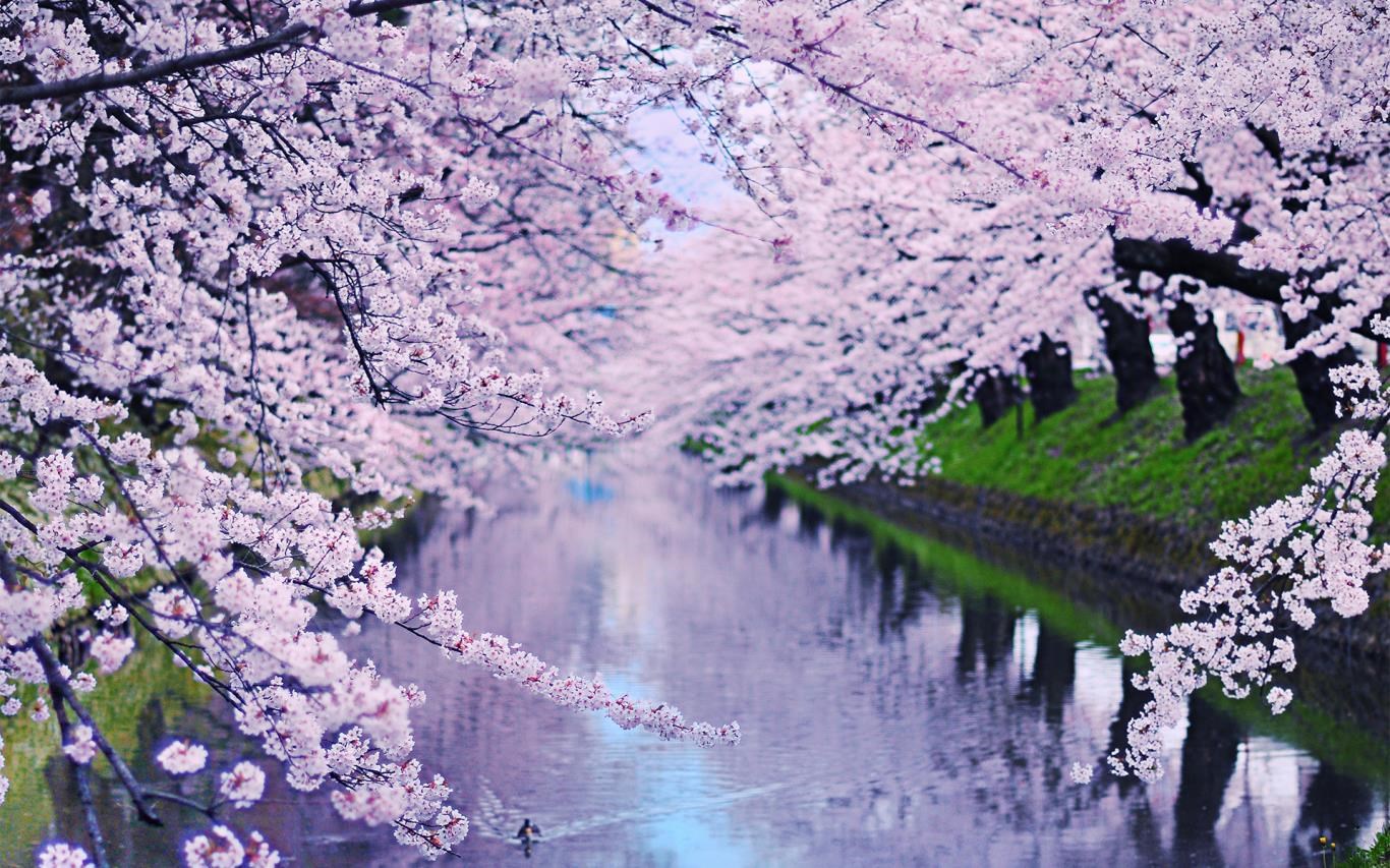 Cherry Blossoms screenshot