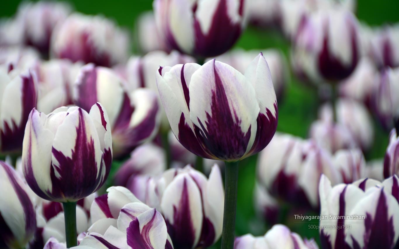 Tulip Festival by Thiyagarajan Swaminathan screenshot