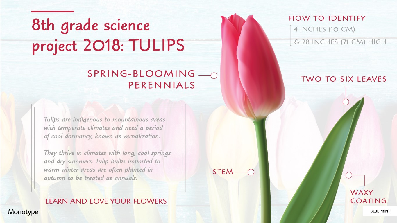 Monotype Handwriting Font Pack screenshot