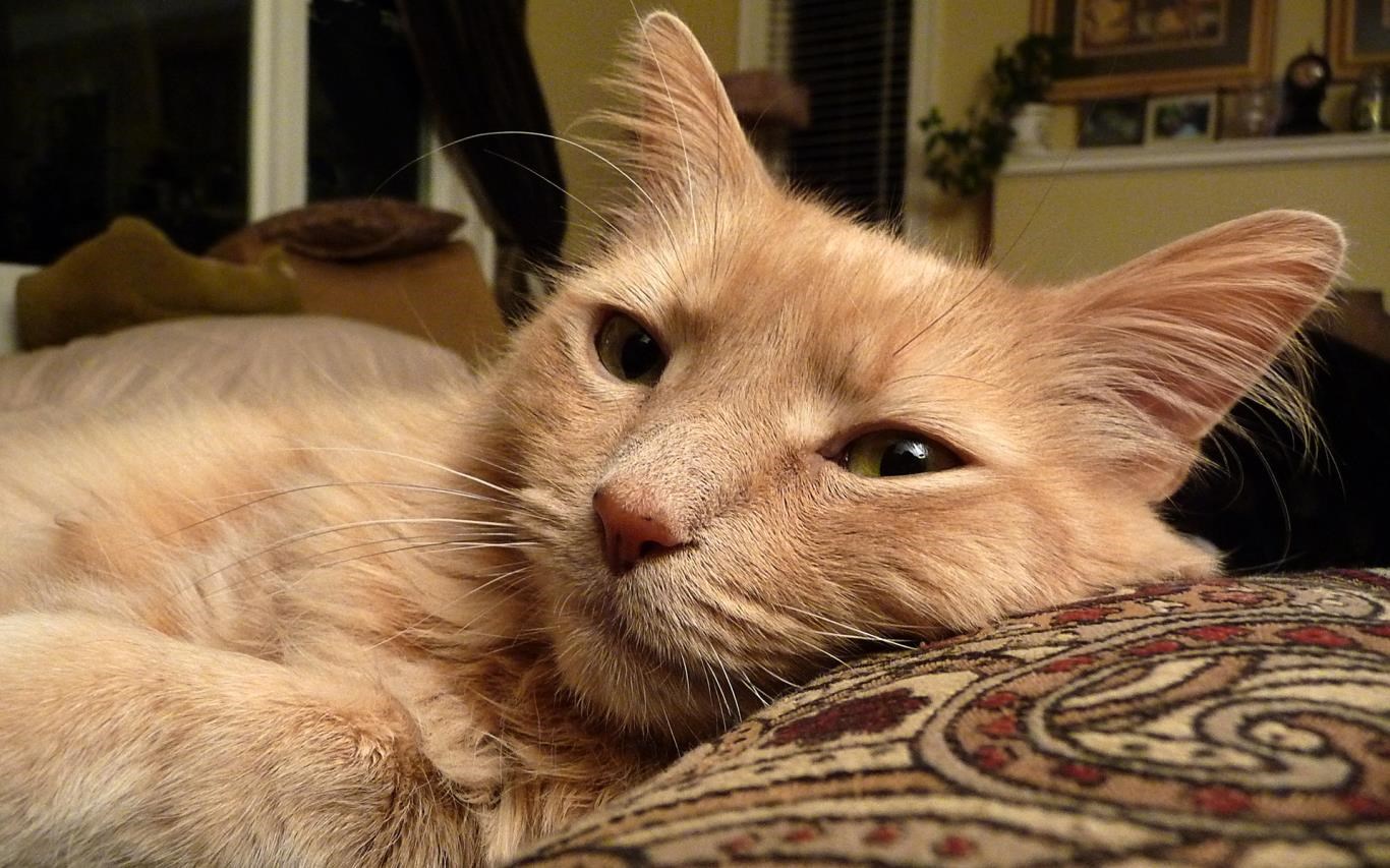 Cats Anytime screenshot