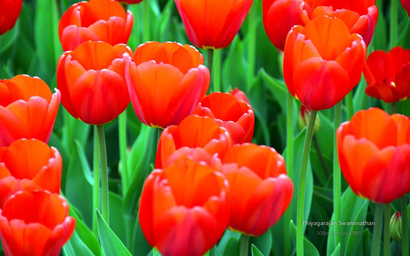 Tulip Festival by Thiyagarajan Swaminathan screenshot