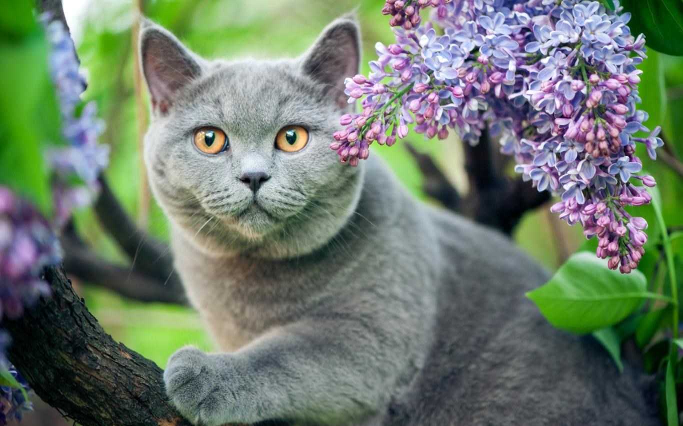 Springtime Animals screenshot