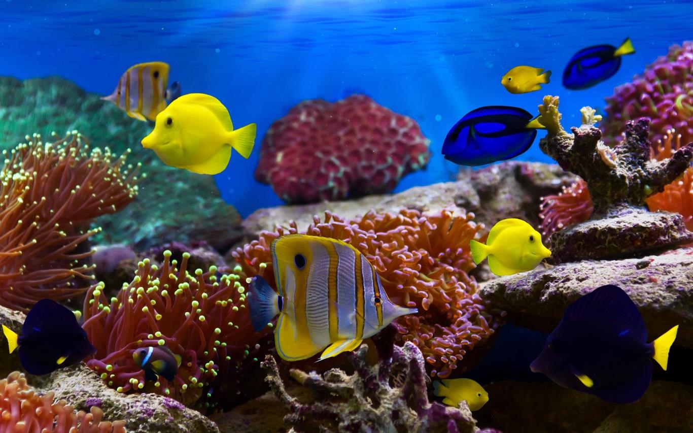 Fish and Corals screenshot