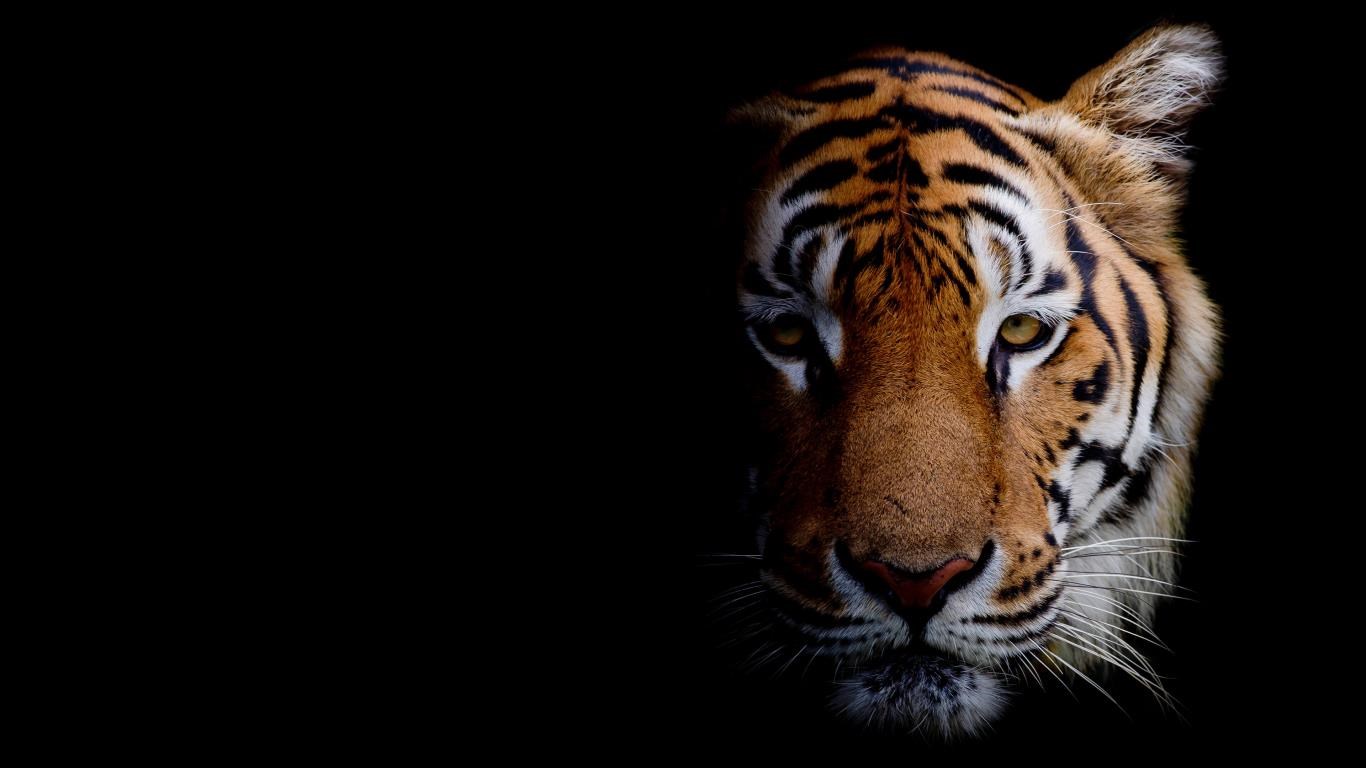 Animal Portraits screenshot