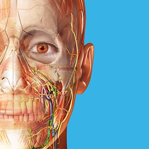 Human Anatomy Atlas 2026: Complete 3D Human Body
