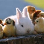 Chicks and Bunnies